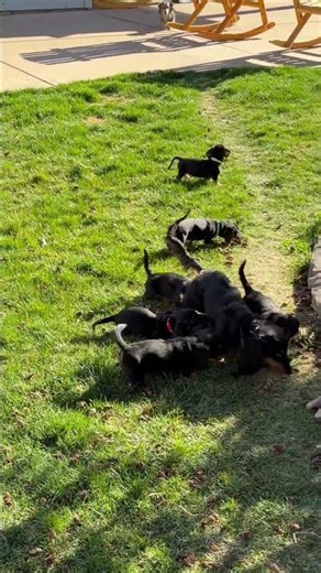 Dachshund puppies outside playtime #doxiesquad #puppy #barkbox #dachshund #dogbreed #cutedogs