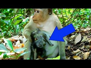 RIP! Newborn baby monkey was dead| Mum Maddie So Sad No See Baby Any More