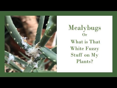 Mealybugs or What is that White Fuzzy Stuff on my Plants