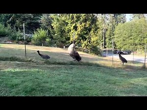 Emu Zoomies