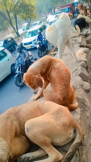 14K views · 1.5K reactions | Mala Devi on Reels | Facebook