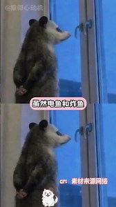 鵜鶘鎮迎來了十年禁漁期 #星露穀物語 #星露谷 #種田遊戲 #萬萬沒想到