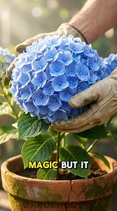 23 reactions | Color Changing Hydrangeas #diy #garden #hack #viral #reel #reels #fblifestyle #garden #gardening #plants #flowers #gardenlife #gardeninspiration #gardendesign #nature #gardenlove #mygarden | GardenGrow | Facebook
