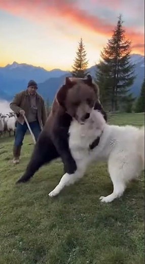 Pyrenean Mountain Dog: Guardian of the French Mountains