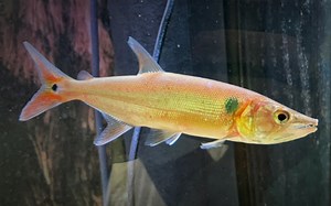 【新鱼开箱第122期】暖色系“巨型灯鱼”：巨型红尾金排骨 过水入缸