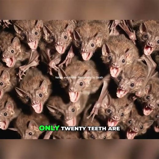Vampire Bats: 20 Sharp Teeth For Shocking Survival! #shorts