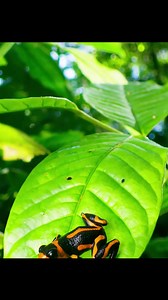 182K views · 7.2K reactions | Responsible parents!  Poison dart frogs  © Liuzaiyu | JocHel ALumno | Facebook