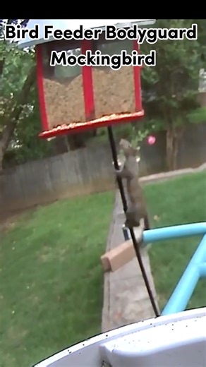 Mockingbird: Hey! It's BIRD feeder. Video footage credit to Birdfy user. #caughtonbirdfy #birds #funny #nature #birdfeeding #birding | Birdfy by Netvue