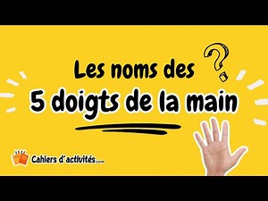 Anatomie de la main : les noms des cinq doigts de la main et leur fonction