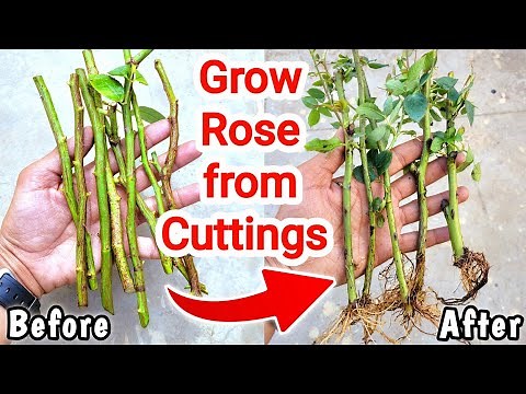 How to grow rose from cutting at home, propagate roses from stem cuttings