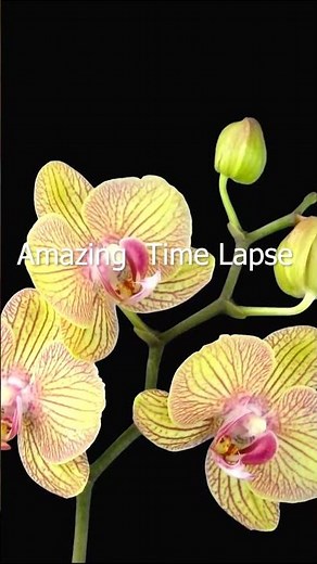 Beautiful Blooming Flowers😍🌿🌻 Time Lapse