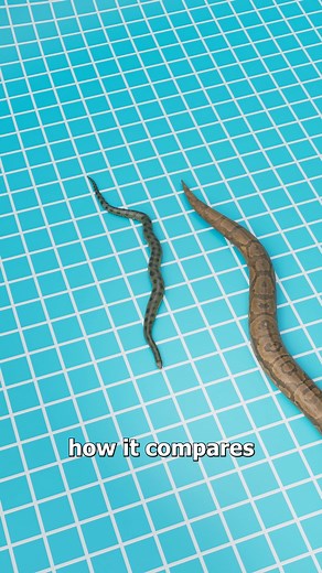 Zack D. Films on Instagram: "The Snake That Could Eat Crocodiles 😱"