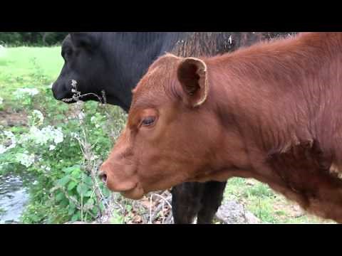 Breaking News: Red Heifer Born