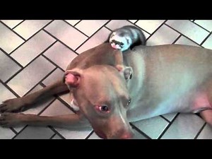 Pitbull vs Ferret - Epic Battle of the Beasts