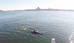 The US Navy Built a Robotic Drone Shark | The Inertia