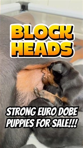 We have six males and four females available. Titus‘s kids. More info call ￼ +1 (951) 649-9569