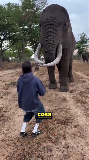 The elephant gave him back his hat in exchange for food 😲😂