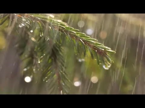 Evergreen Rain | 1 Hour of Calming Rain Sounds ☔️