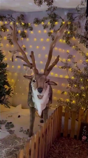 singing reindeer beginning to look like christmas