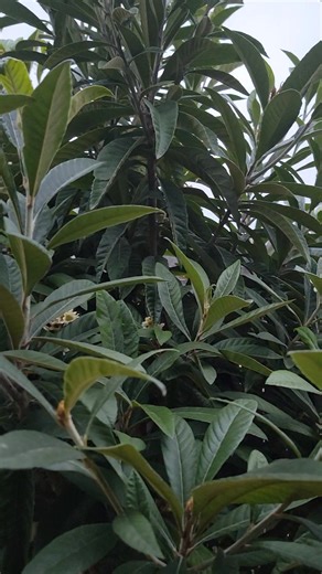💚🌼💚🌼💚🌼💚 Updates on my Loquat Tree. The few days below 30 degrees here in Texas has not affected the flowers from blooming , which means I'll have fruit in this up and coming Spring. It will be my time eating Loquat fruit. The flowers are fragrant smells exactly like (Star Anis) , which I add somethings to my tea. | Iliana Mesa