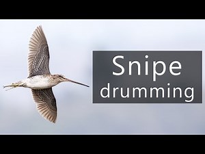 Snipe drumming sounds