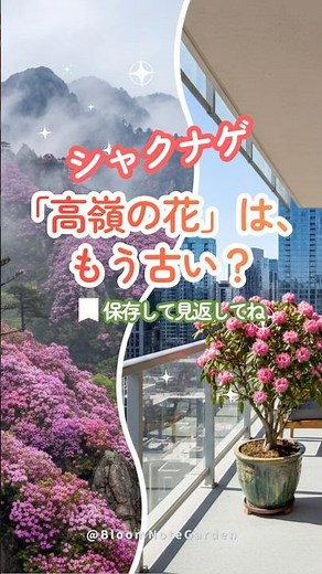 日陰の方が育つ？シャクナゲはベランダの救世主🌿 #シャクナゲ #ガーデニング #ベランダ園芸