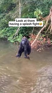 Splash splash 💦 | Animals Air Land and Sea