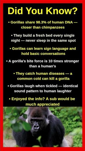 Gorilla Facts That Will Completely Surprise You 🦍🌿