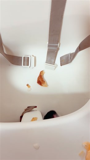 # I-dog #viscount #regmon_aussies_family #aussie #australianshepherd #babyseat | Olga Vais - Kolodiy