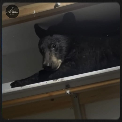 1.1K views · 62 reactions | Unexpected Bear Nap: A Family's Unusual Morning Discovery—[Full story in cᴑmments] | Adorable Things | Facebook