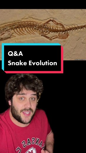 Snake Evolution: Exploring the History and Biology of Snakes