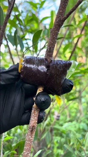 Air layering with cocopeat technique “ไทรเกาหลี“ #bonsai #airlayering #gardening #nature #盆栽