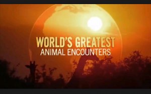 【纪录片】《世界动物大奇遇》 (全六集合集)-双语字幕