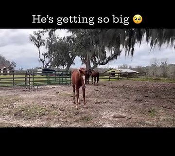 3.2K views · 339 reactions | “Let’s Tell the T” aka Toddy at 8months. He’s such a sweetie and loves to get his cuddles and scratches. #ToddyTime #holsteiner #siredbyLoukasT #foal | Elisa Wallace Eventing | Facebook