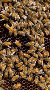 6K views · 698 reactions | Spot the queen? She is one tiny little virgin queen. Newly emerged from her cell.  #queenbee #queenspotting #bee #beesarecool #honeybee | Macro Bees | Facebook