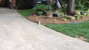 Agile squirrel with no back legs uses 'handstands' to get around