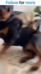 When your nap gets violently interrupted 💨😾😂 The cat did NOT sign up for this! #CatVsDog #PetDrama #FartAttack #AngryCat #DogProblems #CatLife #PetHumor #FunnyPets #AmericanPets #ViralPetVideo #ComedyPets #CatRevenge #DogFart #RelatablePets | The ZiggleSnort