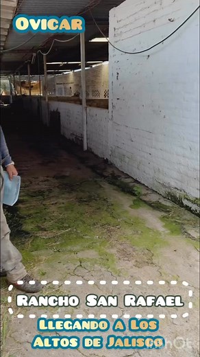 414K views · 7.8K reactions | Llega este macho Charollais a Los Altos de Jalisco, para complementar un joven rebaño que en un futuro prometedor. Quedamos en contacto 3111011067 y 3111848268 | Ovicar | Facebook