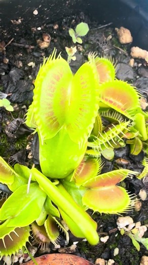 The weirdest Venus flytrap pattern I have ever seen!