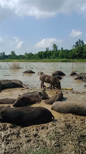#Shorts #pigfeed #pig #farmlife