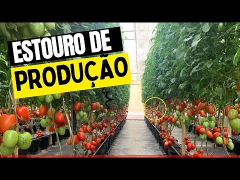 Tomato Production in Full Swing - Tomato Plantation in an Agricultural Greenhouse