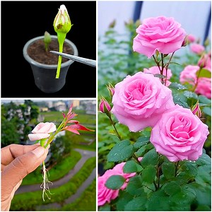 17K views · 380 reactions | How to grow rose plant at home from bud || Make your garden red, royal with roses | DIY IndoorGarden | Facebook