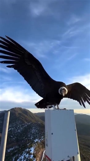 Andean Condor: The World’s Largest Flying Bird Faces an Uncertain Future Soaring high above the Andes Mountains, the Andean condor is one of the most impressive birds on the planet. With a wingspan that can exceed 10 feet, it is widely regarded as the largest flying bird in the world and a powerful symbol of South America’s natural heritage. Built for gliding rather than flapping, the condor uses mountain air currents to travel great distances with little effort. It can remain airborne for hours