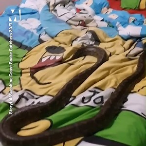 Just imagine if this was your bedroom 🐍 😱 | Metro