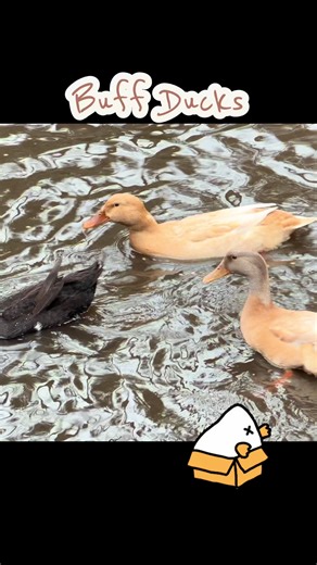 Buff ducks are so pretty. I didn’t think I’d like them because beige but their feathers are gorgeous and they have such curious personalities. 🤎🦆🤎#zerofluffsfarm #hobbyfarm #ducks #buffduck #orpington