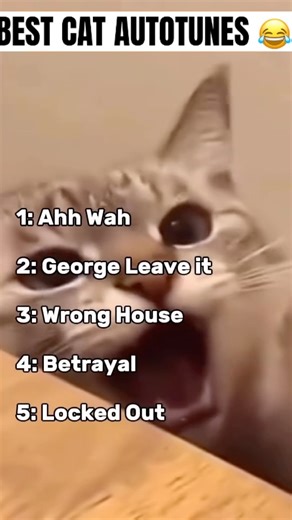 Best Autotune #cat singing😂 #funny #kitten #cute #trending #catlover #shortvideo