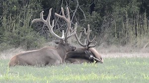 91K views · 3.8K reactions | Oklahoma elk | Wildlife throughhopeseyes. | Facebook