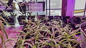 Chiots de plantes araignées enracinées : plante d'intérieur facile à cultiver - Etsy France