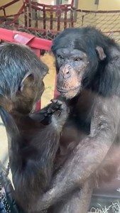 Rescued chimpanzee Naree loves to be groomed, now she is living with others of her own kind after so many years in the illegal trade in Thailand- but Kangoo is not giving in to her requests here! Thanks to Melissa who caught this sweet moment during a visit last week! #chimpanzee #endangeredspecies #animalrescue #apes #primates #virtualdorset #monkeyworld #wildlife #daysoutdorset | Monkey World - Ape Rescue Centre, Official Facebook Page