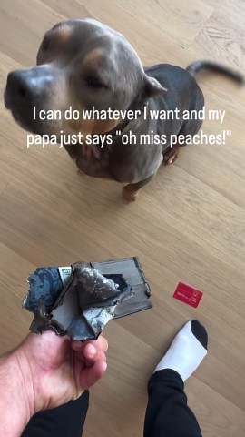 Miss Peaches on Instagram: "I can do whatever I want and my papa just pets me and says "oh miss peaches!" #misspeaches"